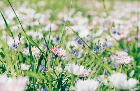 White flowers background. Texture grass. Pattern texture of leaves. Plants te Stock Photos
