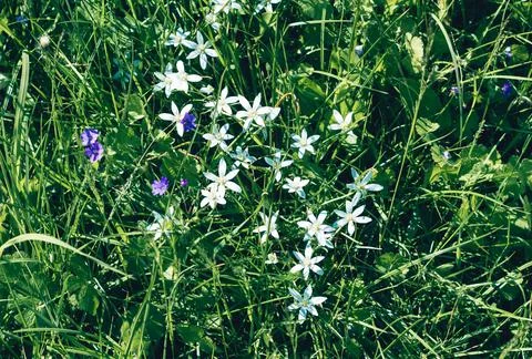 White flowers background. Texture grass. Pattern texture of leaves. Plants te Foto stock