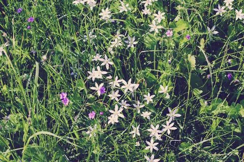 White flowers background. Texture grass. Pattern texture of leaves. Plants te Stock Photos