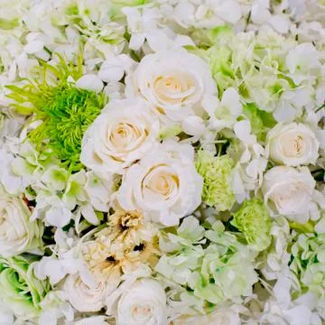 White flowers background texture. Stock Photos