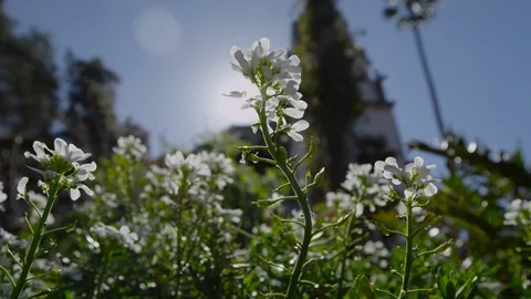 White Flowers Backlit by the Sun Stock Footage 87243216