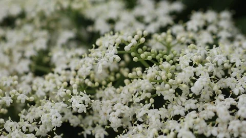 White Flowers Bed Winds Stock Footage
