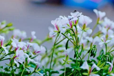 White flowers with bee in the city. close up Stock Photos
