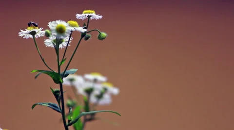 White Flowers with a Bee on them Stock Footage 25321531