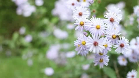 White flowers with bees Video stock 18790302