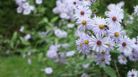 White flowers with bees - option 2 Stock Footage 18789991