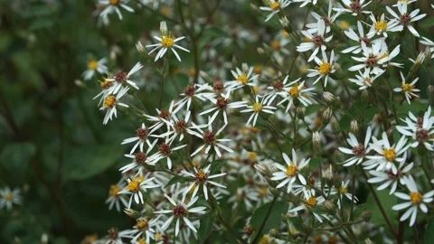 White Flowers of the Big-Leaved Aster (Eurybia macrophylla) Stock Footage 314467931