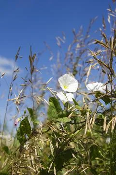 White flowers of bindweed on the background of the blue sky. Stock Photos