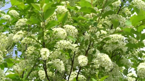White flowers in bird cherry branches in the garden swing iN wind. Stock Footage 155492624