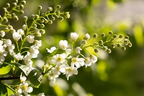 White flowers of bird cherry in the rays of the spring sun. Bright and romantic Stock Photos