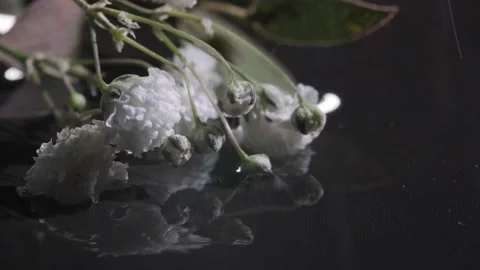 White flowers on a black background with drops of water. macro shooting. Stock Footage 157000109