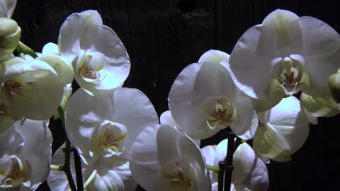 White Flowers On Black Background Stock Footage 136210820