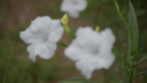 White flowers bloom and play in the wind in a Thai public park. Stock Footage 201331159