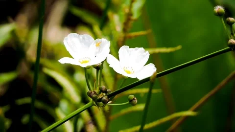 White flowers bloom Stock Footage 315528008