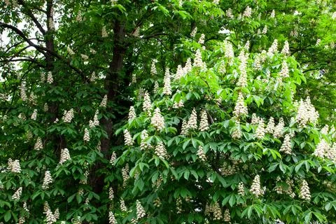 White flowers bloom on a large tree in a park during springtime Stock Photos