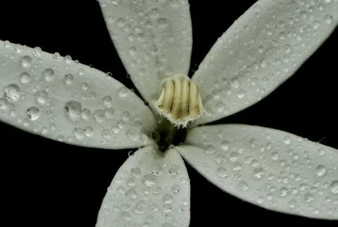 White flowers bloom Stock Photos