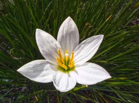 White flowers bloom Stock Photos