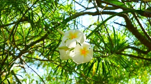 White flowers bloom in spring garden swaying from wind in field Stock Footage 113244472
