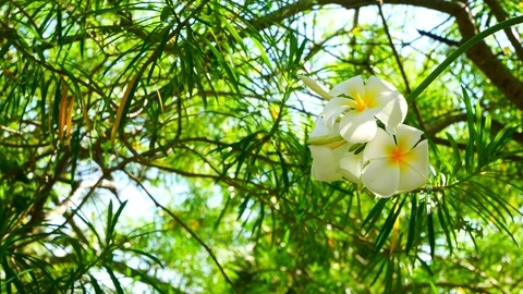 White flowers bloom in spring garden swaying from wind in field Stock Footage 113245852