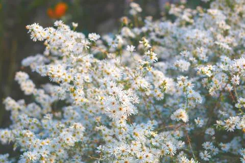 White flowers in bloom in spring Stock Photos
