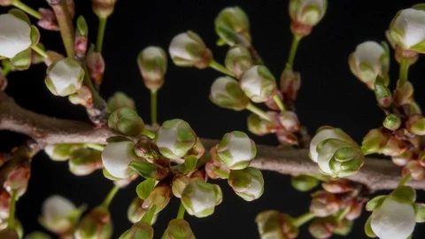 White flowers bloom on a tree branch Stock Footage 126858015