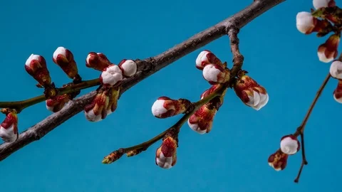 White flowers bloom on a tree branch Stock-Footage 127097247
