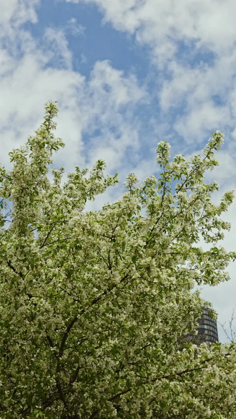 White flowers bloom on trees against a blue sky with clouds in a city park Stock Footage 337929412