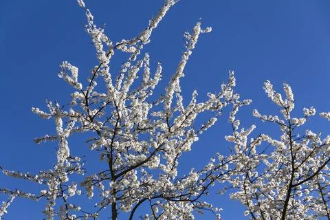 White flowers bloom in the trees. Spring landscape with blooming sakura tree. Stock Photos