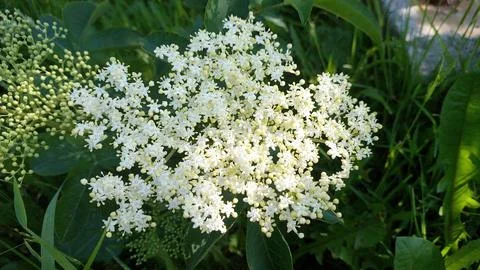 White Flowers Bloom Vibrantly in Springtime Garden Under Clear Blue Sky Stock Photos