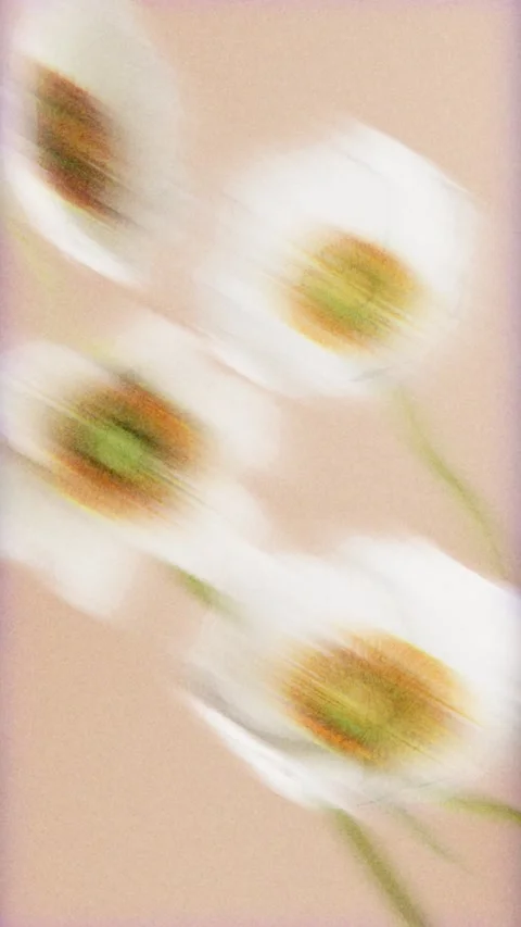 White flowers blooming on beige background with dynamic motion blur and gra.. 스톡 동영상 337885781