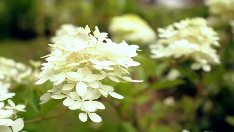 White Flowers Blooming Stock Footage 114666147
