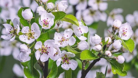 White flowers blooming in fruit tree fresh spring nature Growing Time lapse 4K Stock Footage 217948456