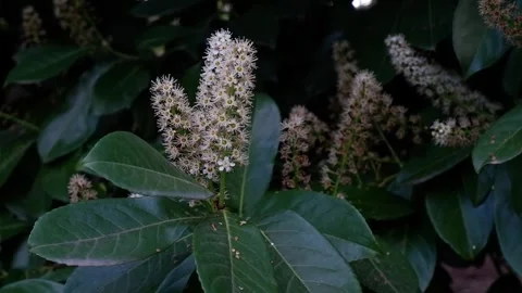 White flowers blooming in fruit tree in fresh spring nature Stock Footage 287219570