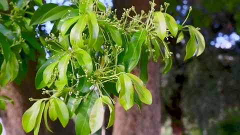 White flowers blooming in fruit tree in fresh spring nature Stock Footage 289565059