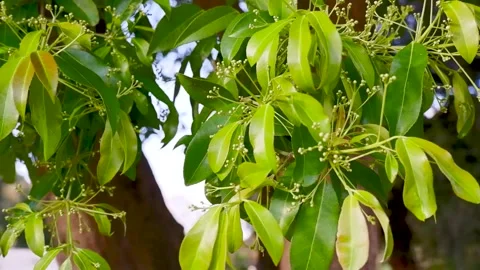 White flowers blooming in fruit tree in fresh spring nature Stock Footage 289565066