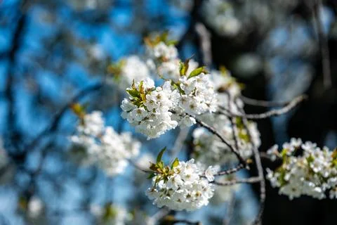 White flowers of a blooming fruit tree against a blue sky on a sunny spring day Foto stock