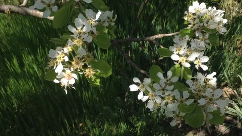 White Flowers of a Blooming Pear tree in spring close up and Grass – Crimea Stock Footage 89749345