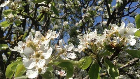 White Flowers of a Blooming Pear tree in spring close up and Beetle – Crimea Stock Footage 89749528