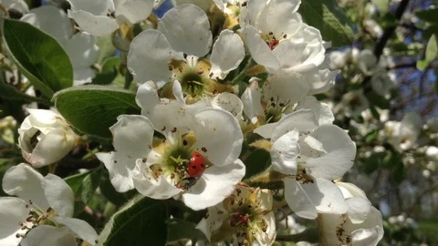 White Flowers of a Blooming Pear tree in spring and ladybug – close up Stock Footage 89749530
