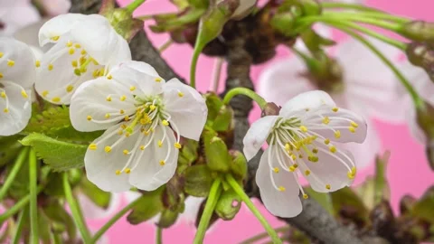 White flowers blooming on pink background in spring Time lapse Stock Footage 278722441