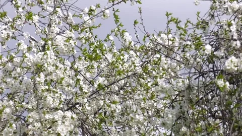 White flowers blooming in spring Stock Footage 314963112