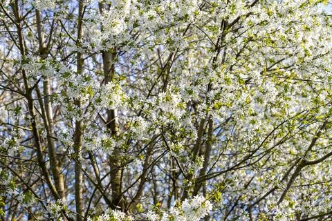 White flowers blooming on tree branches in spring Stock Photos