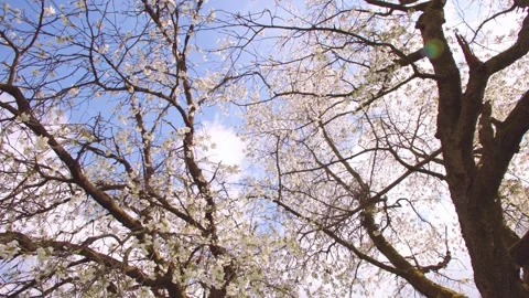White flowers on blooming tree in spring Stock Footage 230030436