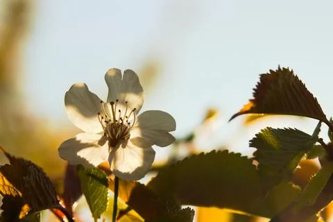 White flowers on a blooming tree in the spring sun. Stock Photos