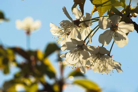White flowers on a blooming tree in the spring sun. Stock Photos