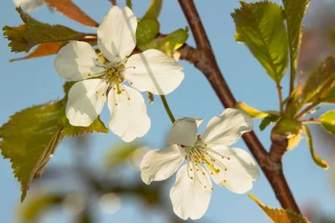 White flowers on a blooming tree in the spring sun. Stock Photos