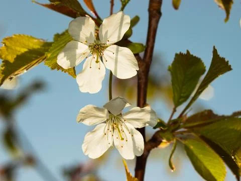 White flowers on a blooming tree in the spring sun. Foto stock
