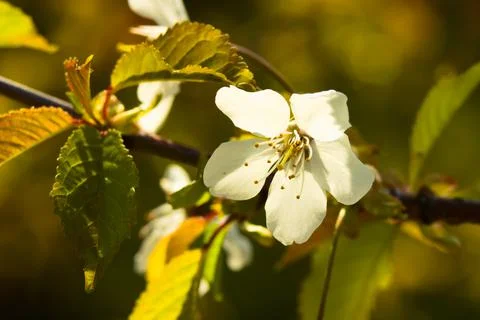 White flowers on a blooming tree in the spring sun. Stock Photos