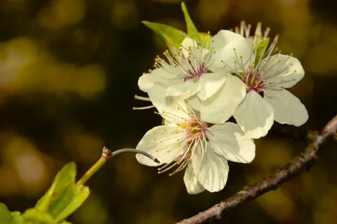 White flowers on a blooming tree in the spring sun. Foto stock