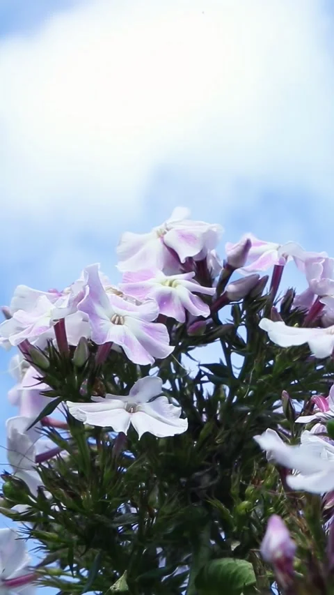 White flowers blooming under bright daylight sky Stock Footage 317158391
